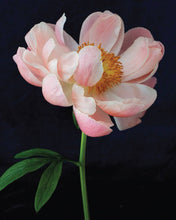 Load image into Gallery viewer, Pretty Peonies

