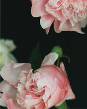 Load image into Gallery viewer, Pretty Peonies

