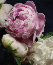 Load image into Gallery viewer, Pretty Peonies
