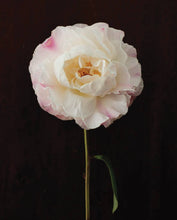 Load image into Gallery viewer, Pretty Peonies
