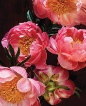 Load image into Gallery viewer, Pretty Peonies
